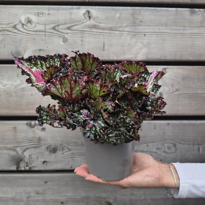  Begonia blad rex (Begónia rex) ´PURPLE BLUSH´ - kont. C1L, výška 10-15 cm